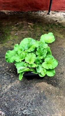 Primula Obconica Original Seedlings 6 Pack Primula Obconica Original Seedlings 6 Pack