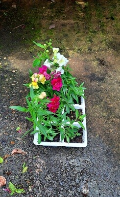 Antirrhinum (Snapdragon) Mixed Colours Seedlings 6 Pack Antirrhinum (Snapdragon) Mixed Colours Seedlings 6 Pack