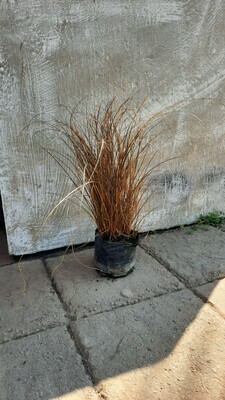 Carex Brownie Tall 2L