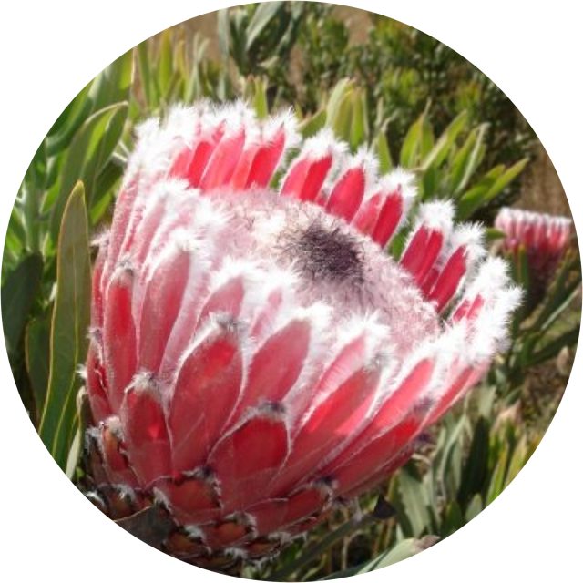 Proteas