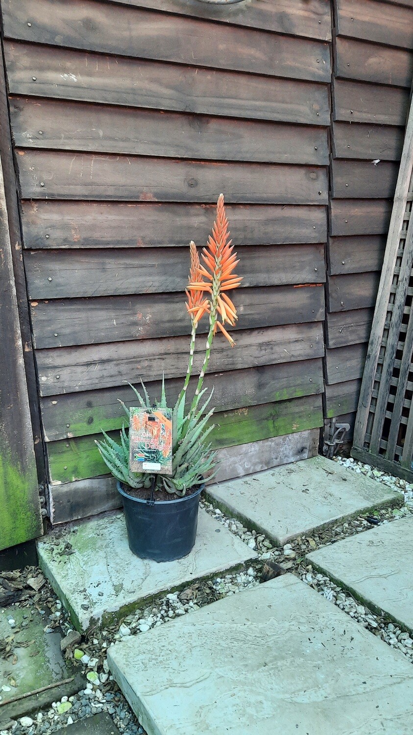 Aloe Orange Delight var "ANDora" PBR 19cm