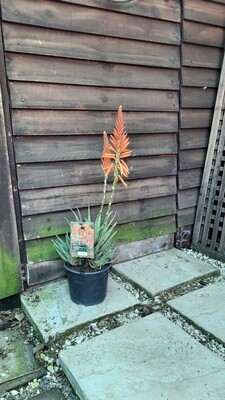Aloe Orange Delight var Aloe Orange Delight var