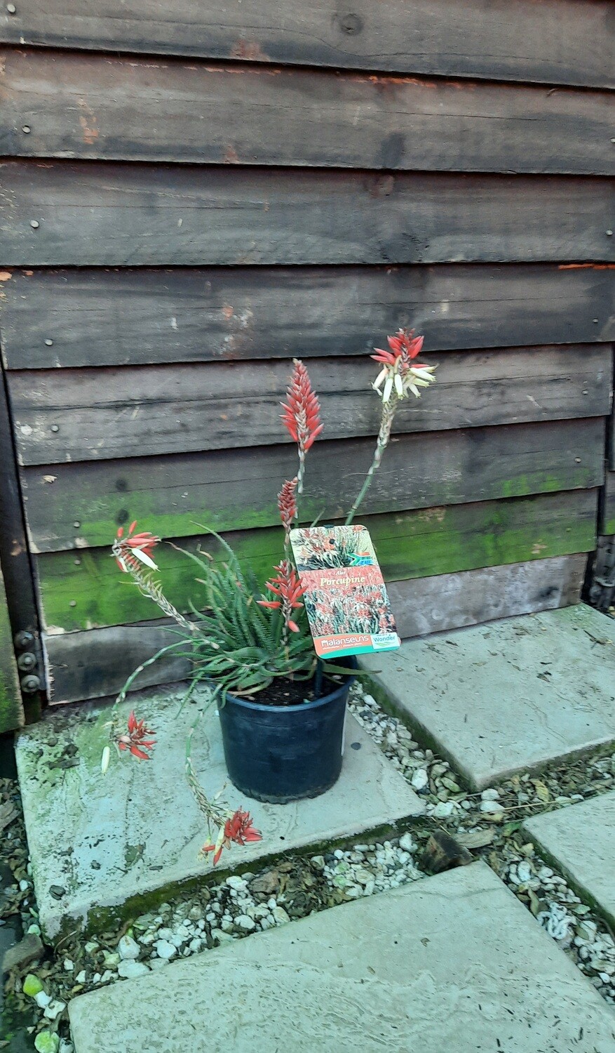 Aloe x Porcupine var 17cm