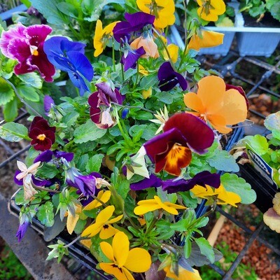 Pansy Mixed Colours Seedlings 6 Pack Pansy Mixed Colours Seedlings 6 Pack
