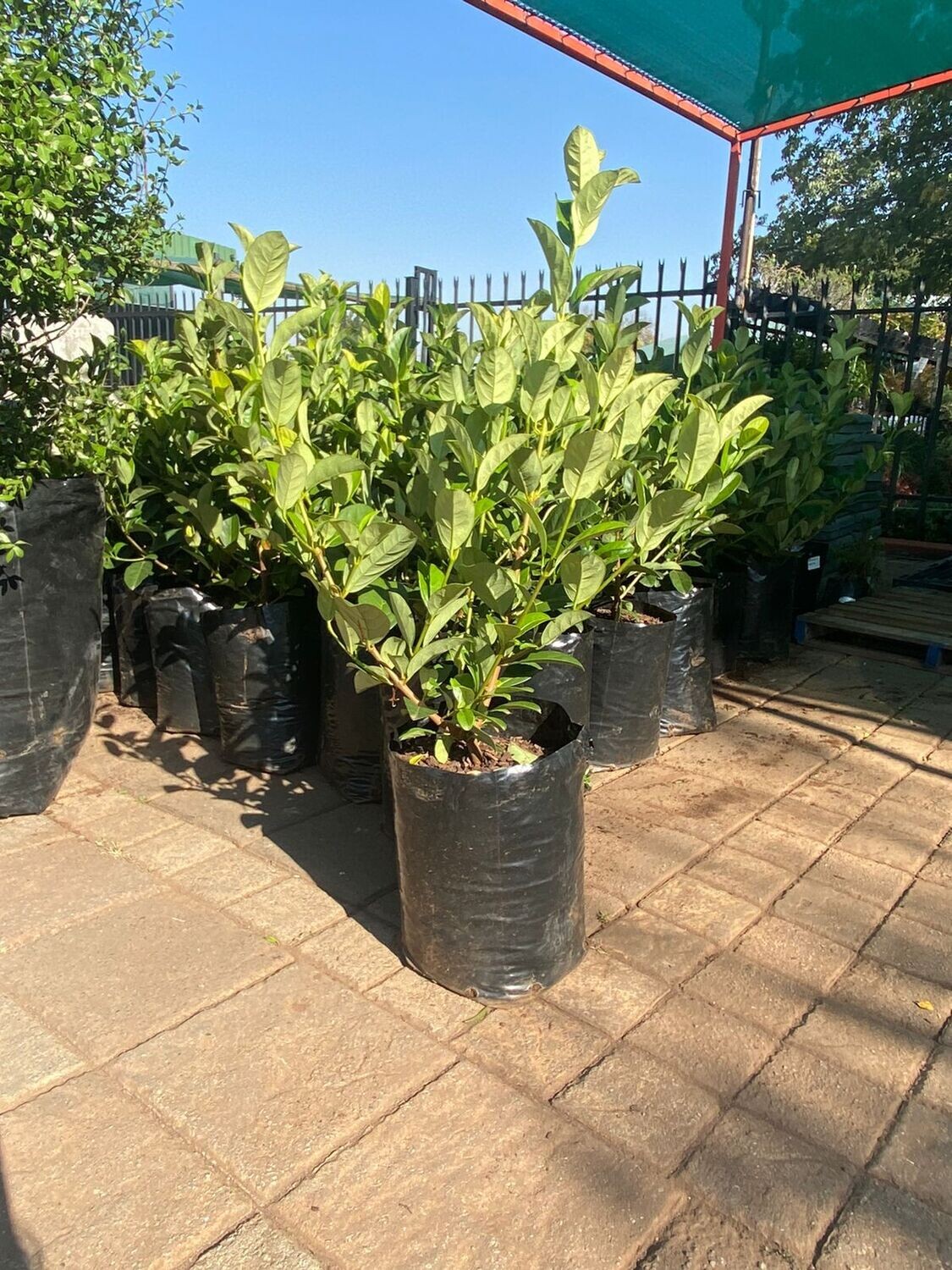 Viburnum Odoratissimum 20 Liter Large plants!