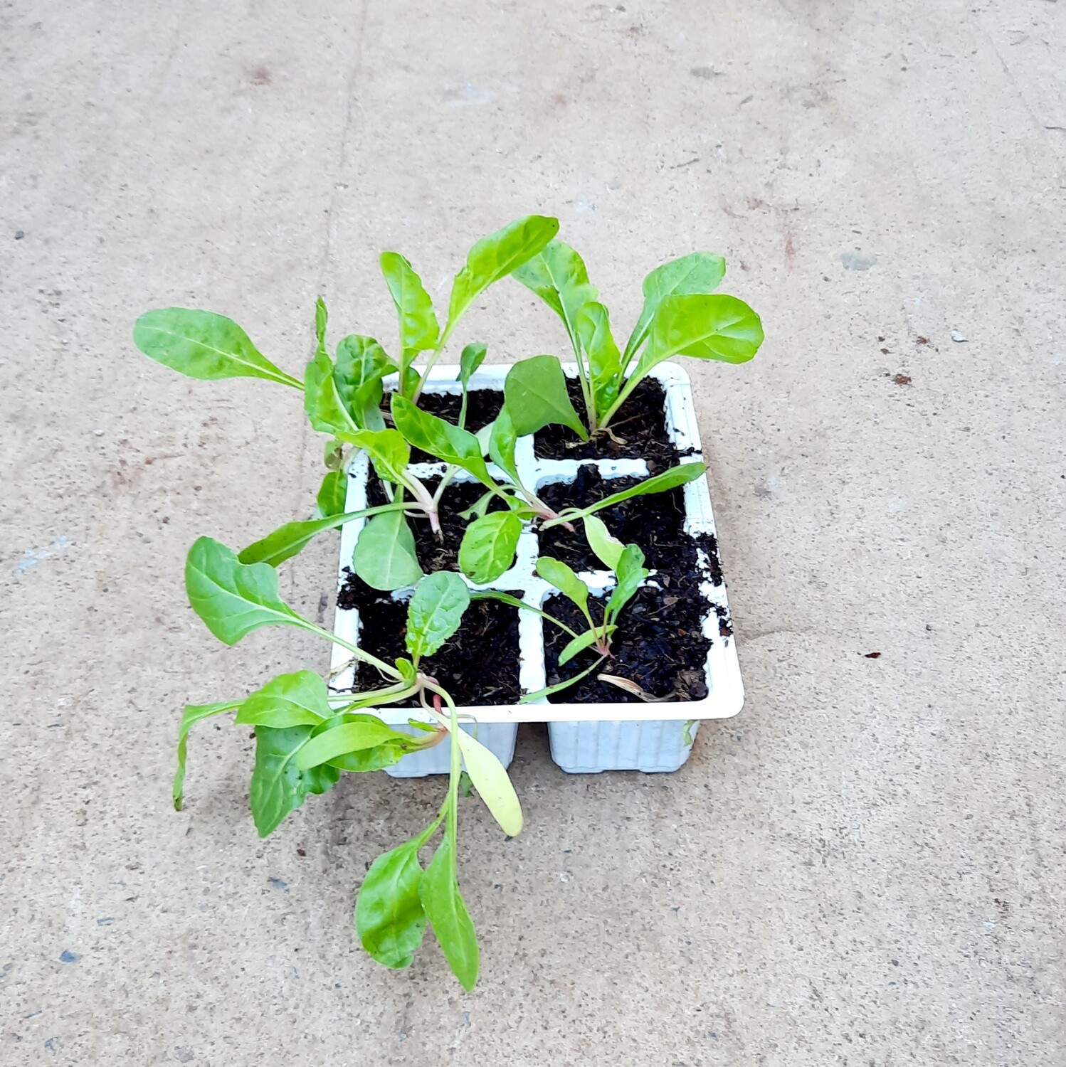 Spinach Ford Hook Giant 6 Pack Veg Seedlings
