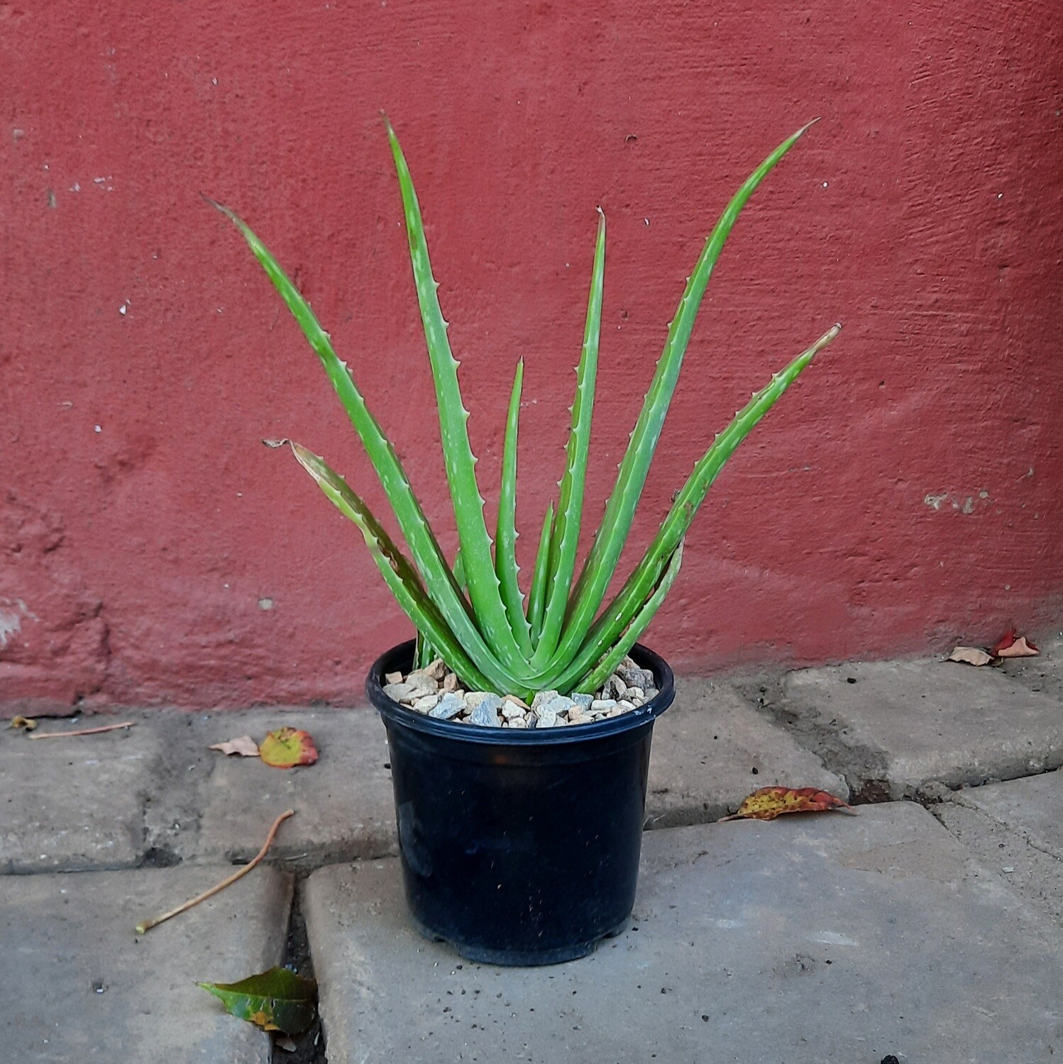 Aloe Vera 12cm