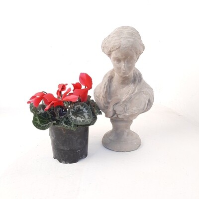 Cassandra Bust Cement Finish - H365mm x W200mm