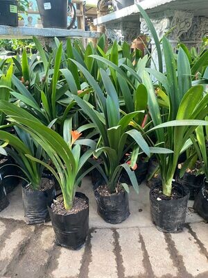 Clivia 5 liter starting to flower Clivia 5 liter starting to flower