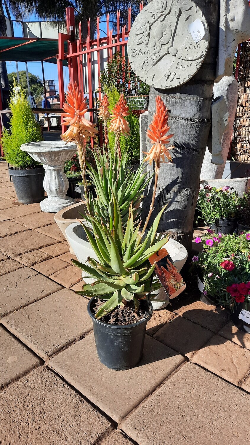 Aloe hybrid ‘Bushwhacker’ (PBR) 20cm