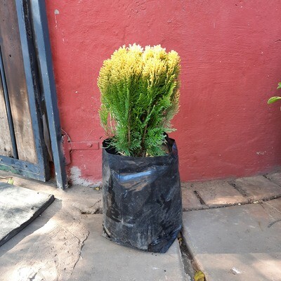 Platycladus orientalis 'Aurea Nana Compacta' 10 liter Platycladus orientalis 'Aurea Nana Compacta' 10 liter