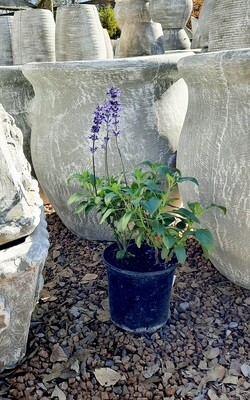 Salvia Farinacea "Sally Fun" Blue 15cm