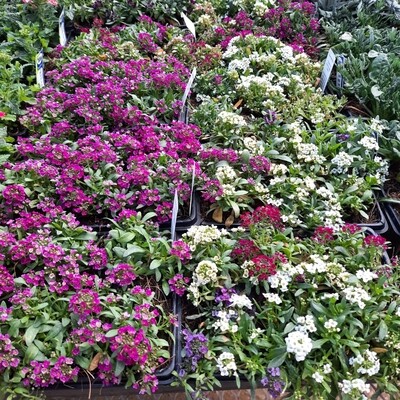 Alyssum Mixed Colours Seedlings 6 Pack Alyssum Mixed Colours Seedlings 6 Pack