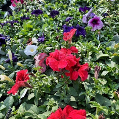 Petunia Mixed Colours Seedlings 6 Pack
