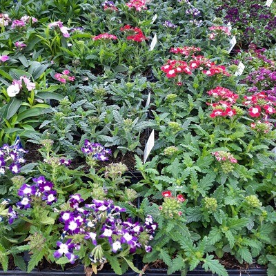 Verbena Mixed Colours Seedlings 6 Pack Verbena Mixed Colours Seedlings 6 Pack