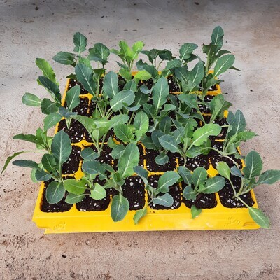 Cauliflower 30 Pack Veg Seedlings Cauliflower 30 Pack Veg Seedlings