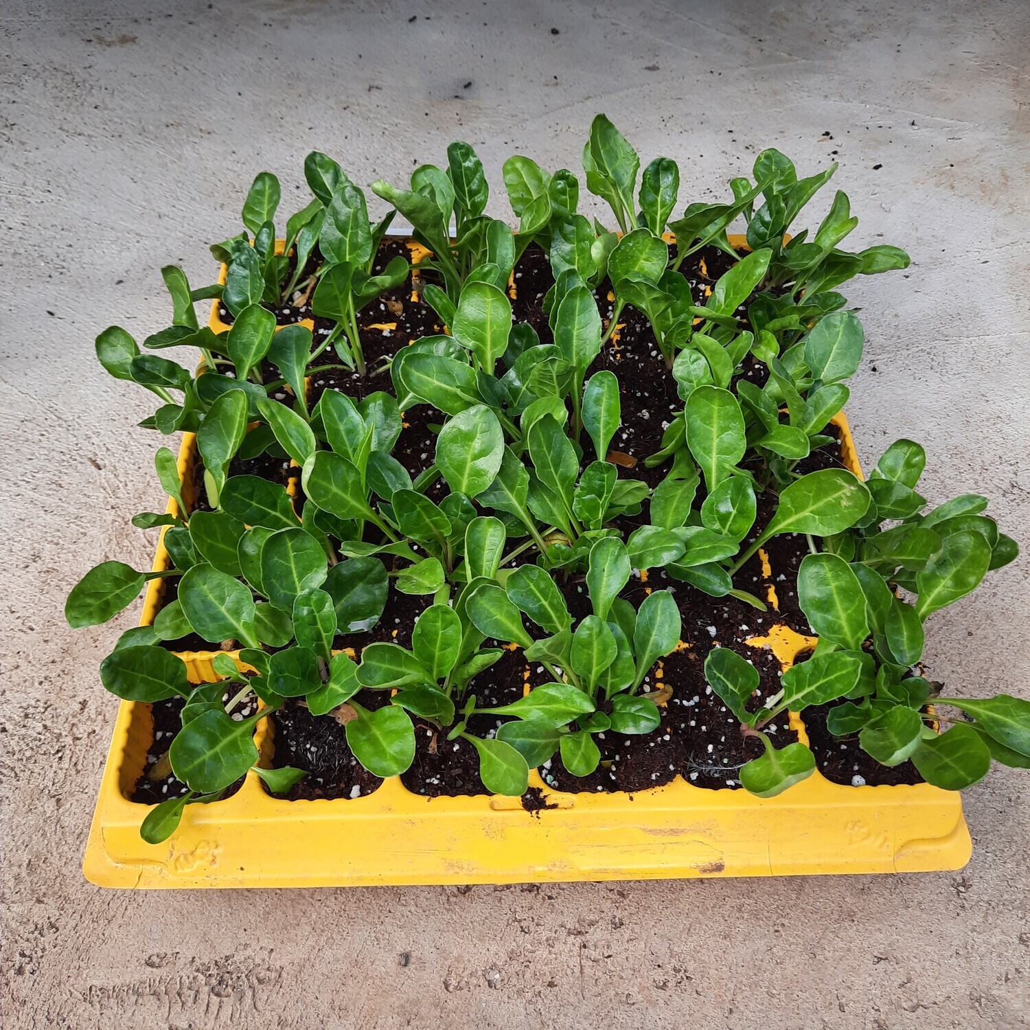 Spinach 30 Pack Veg Seedlings