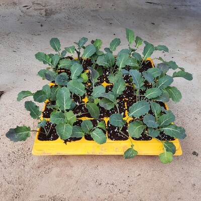 Broccoli 30 Pack Veg Seedlings Broccoli 30 Pack Veg Seedlings