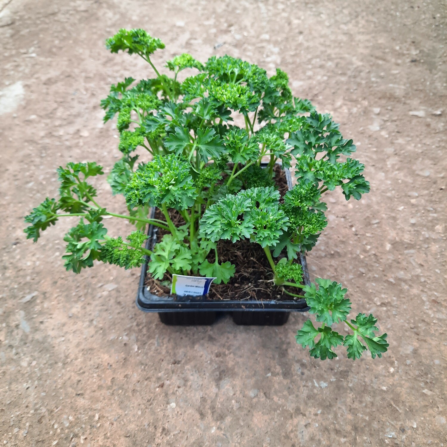 Parsley Moss Curled 6 Pack Herbs Seedlings