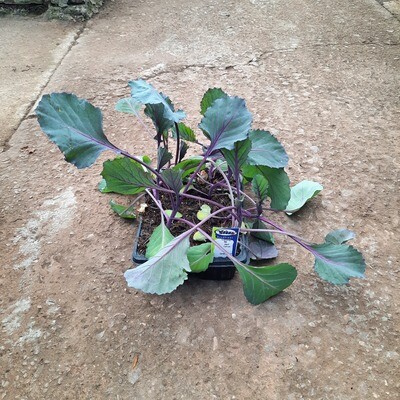 Cabbage Red Jewel 6 Pack Veg Seedlings
