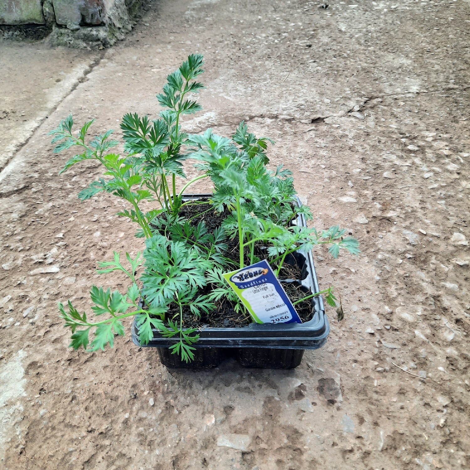 Carrot Little Finger 6 Pack Veg Seedlings