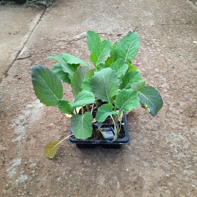 Borecole Kale Edible 6 Pack Veg Seedlings