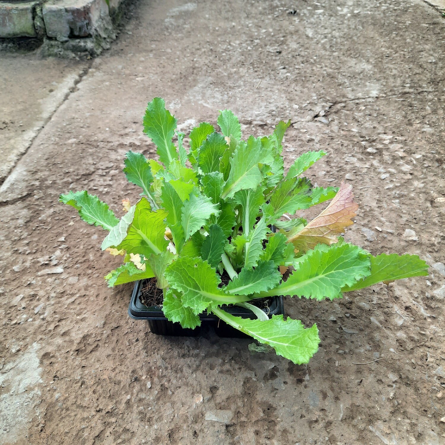 Chinese Cabbage Brassica 6 Pack Veg Seedlings