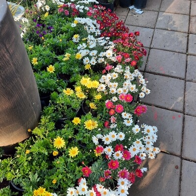 Argyranthemum Argyranthemum