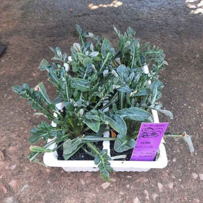 Gazania Mixed Colours Seedlings 6 Pack Gazania Mixed Colours Seedlings 6 Pack