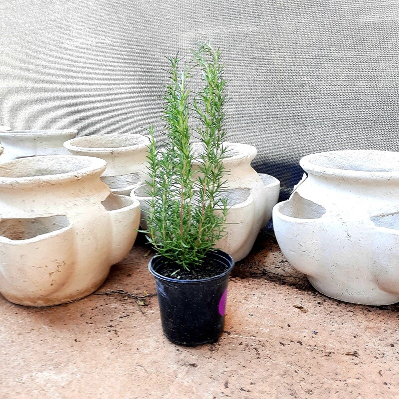 Rosemary Pot