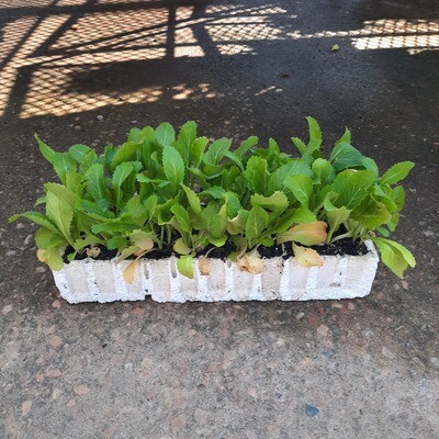 Chinese Cabbage 30 Pack Veg Seedlings Chinese Cabbage 30 Pack Veg Seedlings