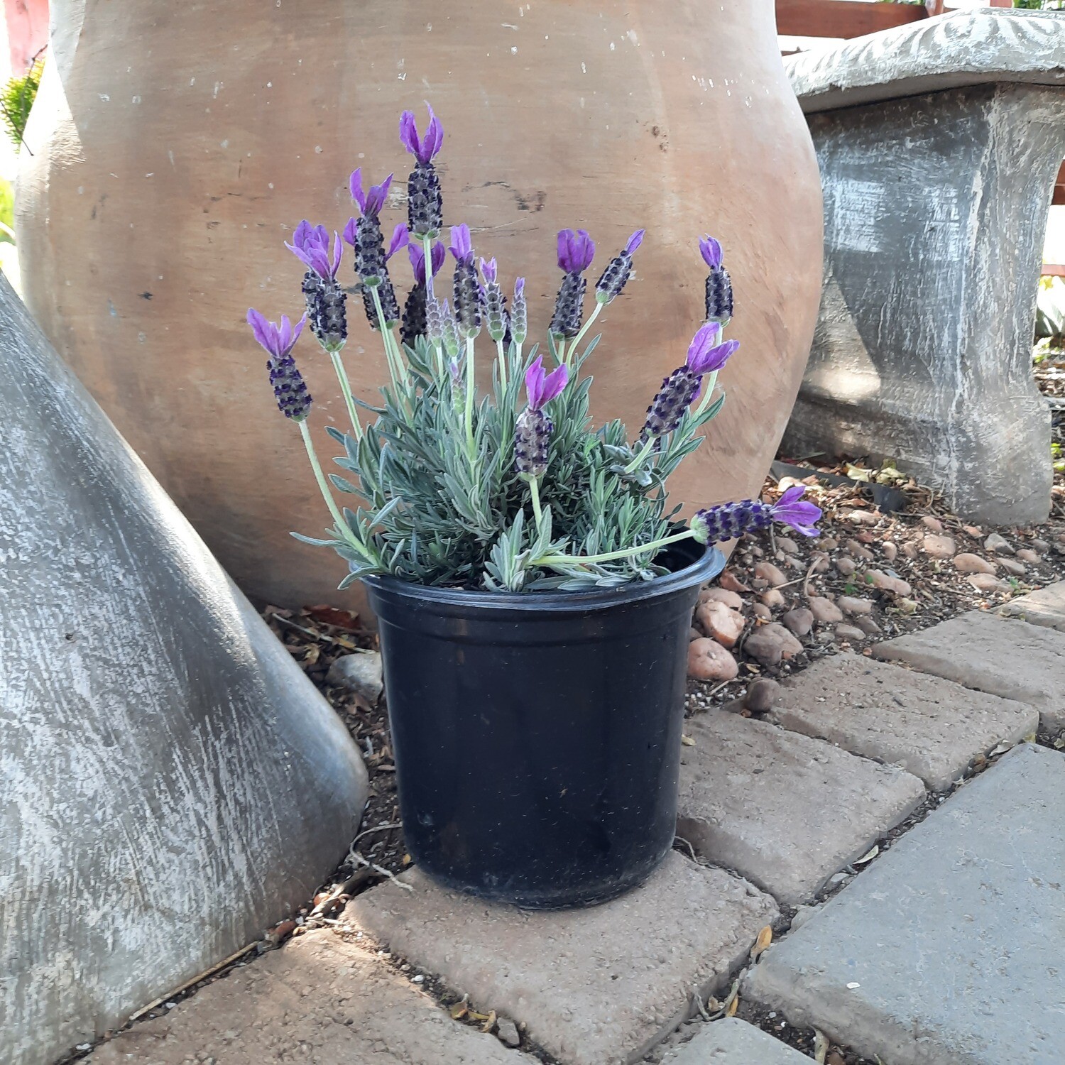 Lavandula ‘Hollandia’ Lavender 17cm Pot