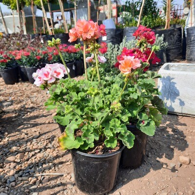 Geranium Pelargonium Zonale Mixed Colours 15cm Geranium Pelargonium Zonale Mixed Colours 15cm