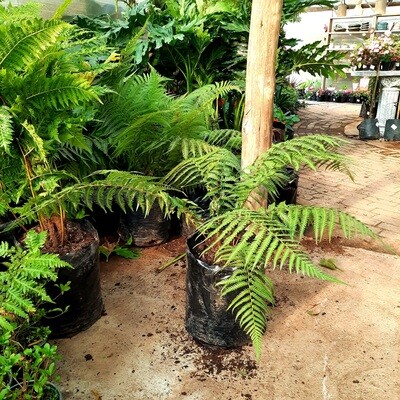 Dicksonia Antartica 20 liters Dicksonia Antartica 20 liters