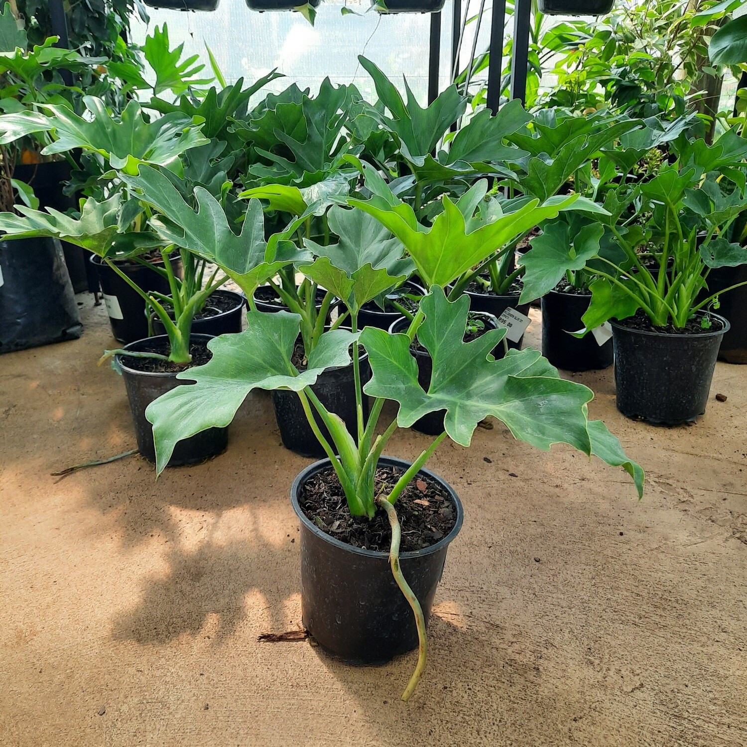 Philodendron Selloum Compacta 15cm Pot