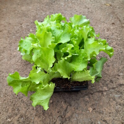 Lettuce Green Frilly 6 Pack Veg Seedlings