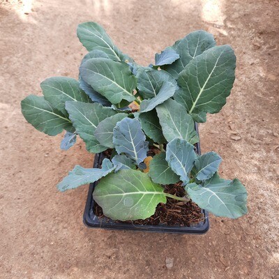 Broccoli 6 Pack Veg Seedlings