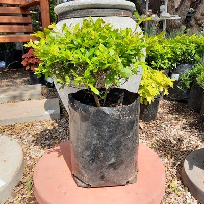 Duranta Sheena's Gold Ball 10 liter Duranta Sheena's Gold Ball 10 liter