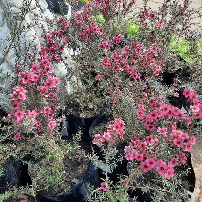 Leptospermum scop. Cherry Brandy 'Tea Tree'
10 Liter Leptospermum scop. Cherry Brandy 'Tea Tree'
10 Liter