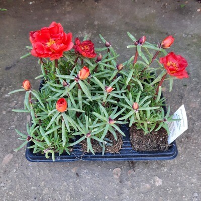 Portulaca (Vygie) Mixed Colours Seedlings 6 Pack Portulaca (Vygie) Mixed Colours Seedlings 6 Pack