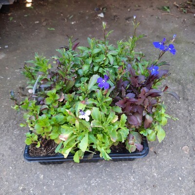Lobelia Marine Blue Seedlings 6 Pack Lobelia Marine Blue Seedlings 6 Pack