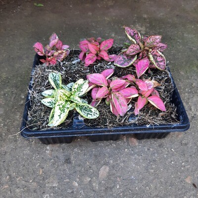 Hypoestes Mixed Colours Seedlings 6 Pack Hypoestes Mixed Colours Seedlings 6 Pack