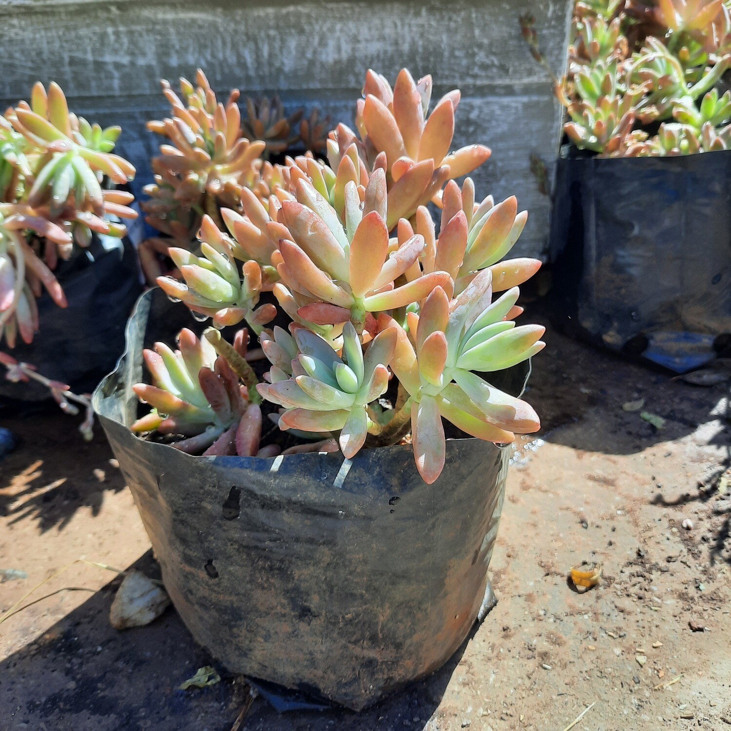 Echeveria Red 2.5L