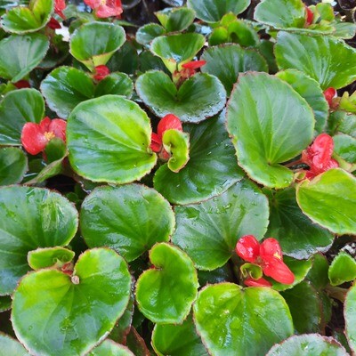 Begonias Green Mixed Colours Seedlings 30 Pack