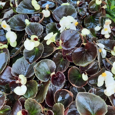 Begonias Bronze Mixed Colours Seedlings 30 Pack