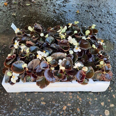 Begonias Bronze Mixed Colours Seedlings 30 Pack Begonias Bronze Mixed Colours Seedlings 30 Pack