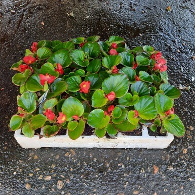 Begonias Green Mixed Colours Seedlings 30 Pack Begonias Green Mixed Colours Seedlings 30 Pack