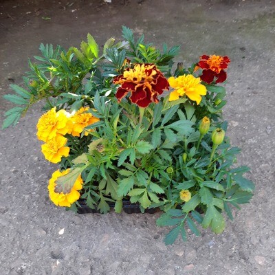 Marigold Cresta Mixed Colours Seedlings 6 Pack Marigold Cresta Mixed Colours Seedlings 6 Pack
