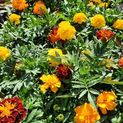 Marigold Cresta Mixed Colours Seedlings 6 Pack