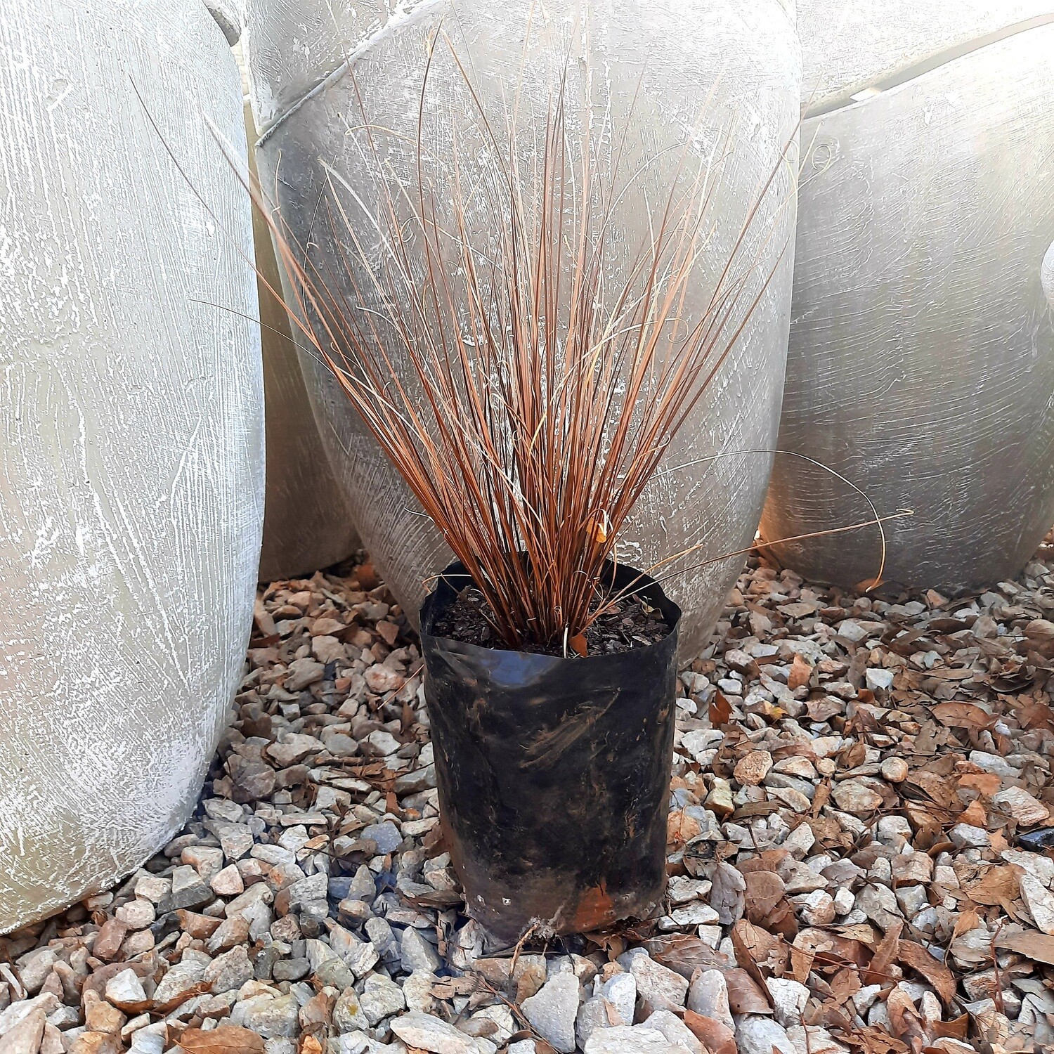 Carex Bronze 2 Liter Landscaping